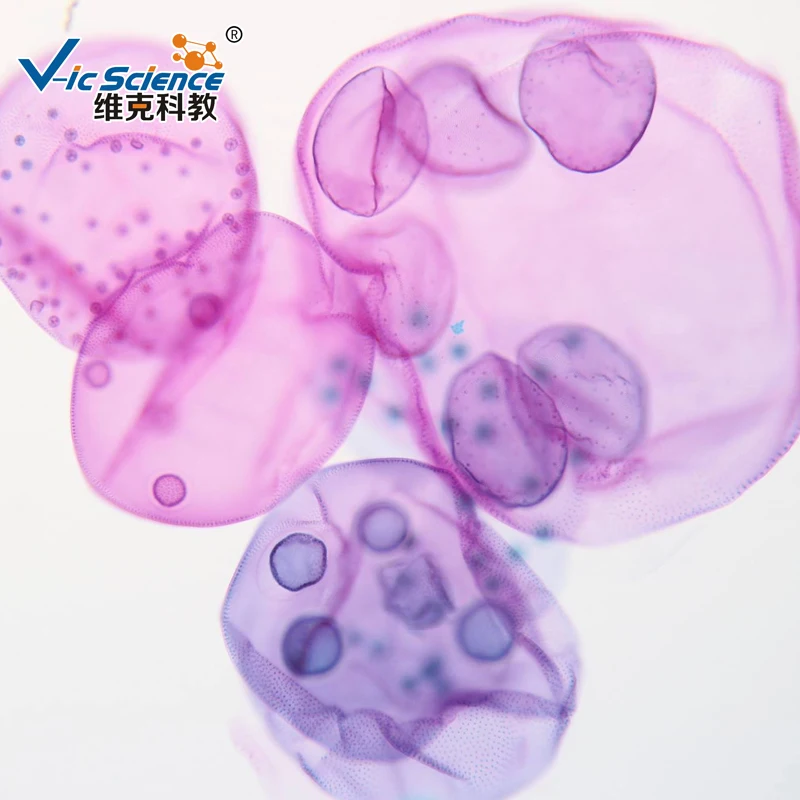 

10 different material Microscope slides for Medical and Teaching experiments