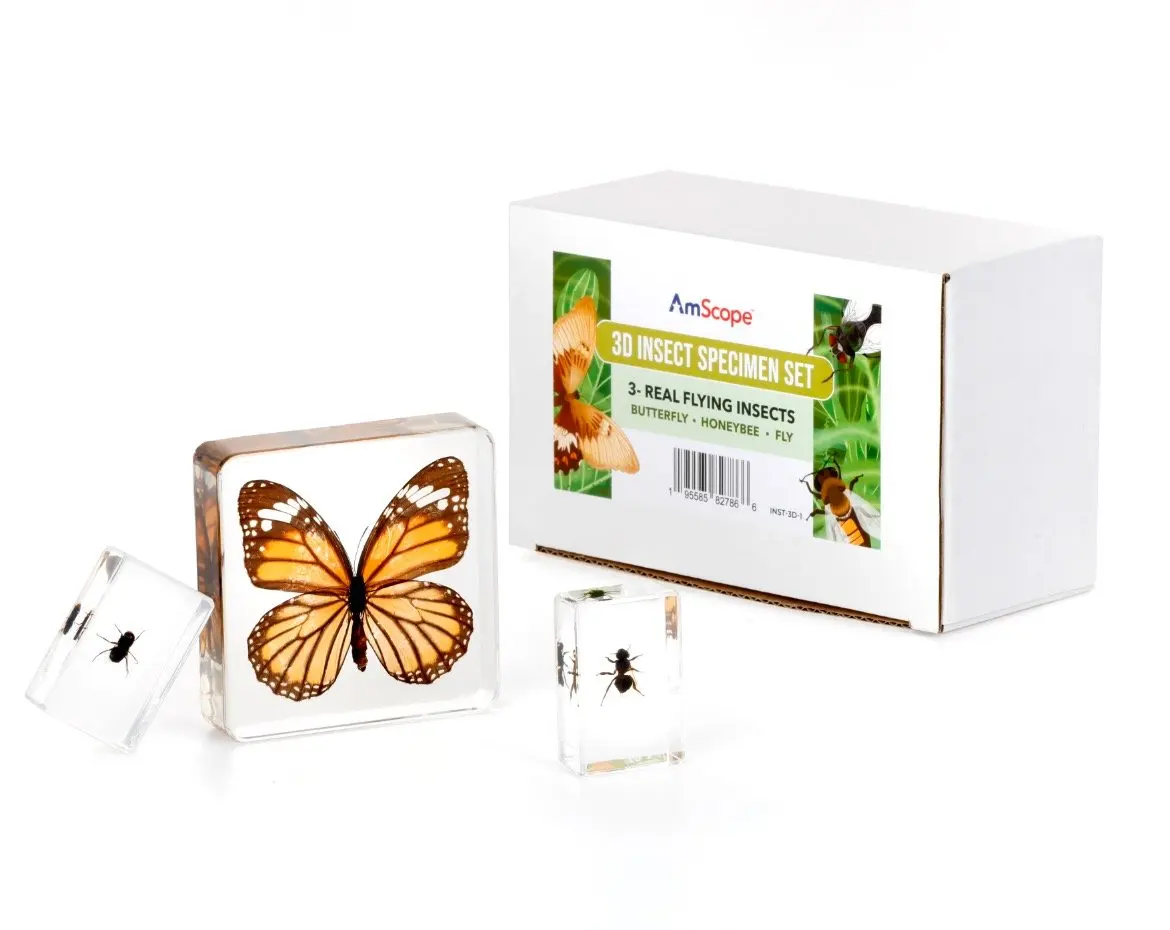 AmScope 3D Real Fly Insect Specimen 3PC Kit W/ Honeybee, Butterfly, Fly