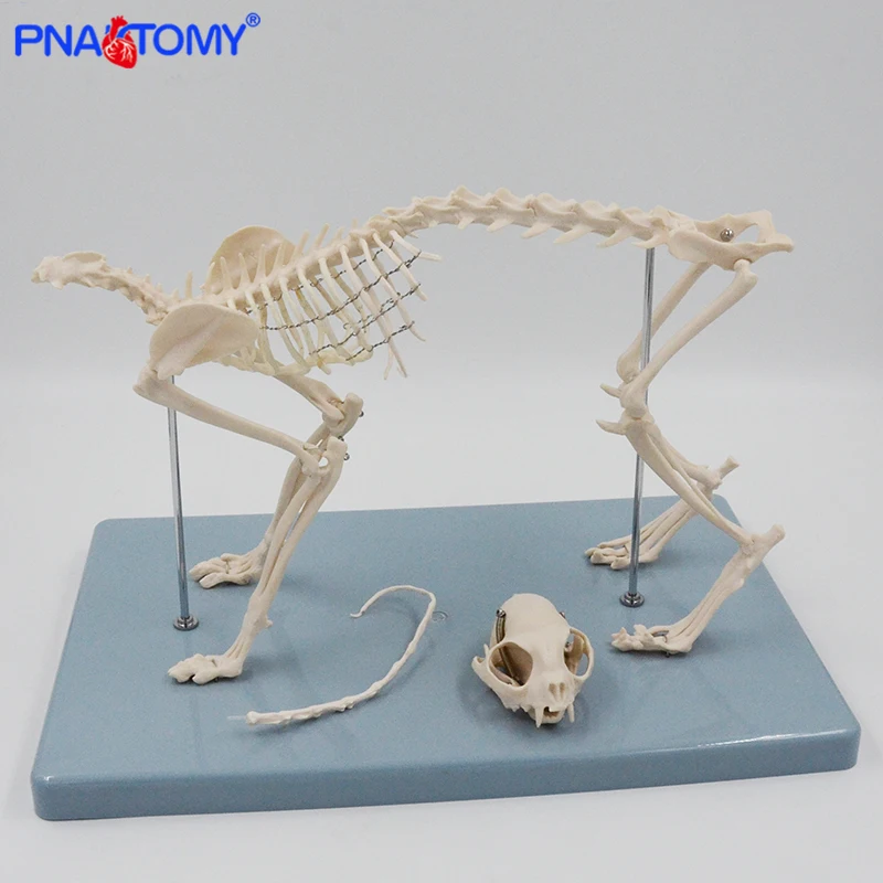 Dog Skeleton Model Canine Skeletal System Feline Skull Hip Bone Cat Anatomical Model Pet Anatomy Tool Educational Equipment