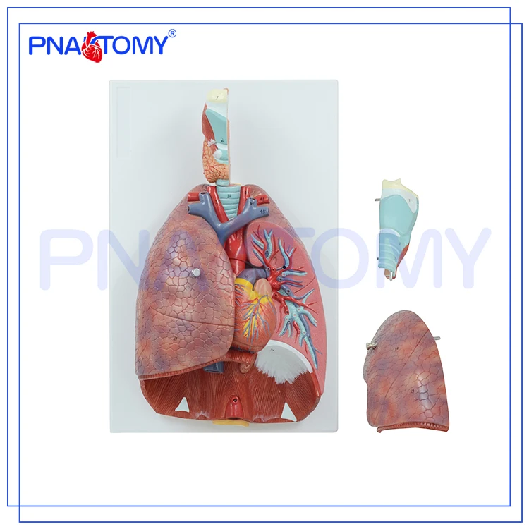 Life Size Human Respiratory System Model 7 Parts Lungs Heart Throat Anatomical Model Medical Teaching Tool Educational Equipment