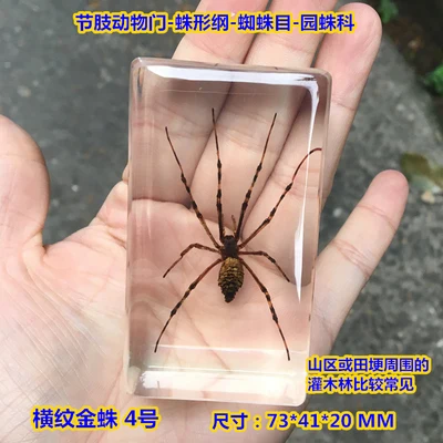 Teaching true small animals spider  resin true insect bird-catching Spider Garden Spider