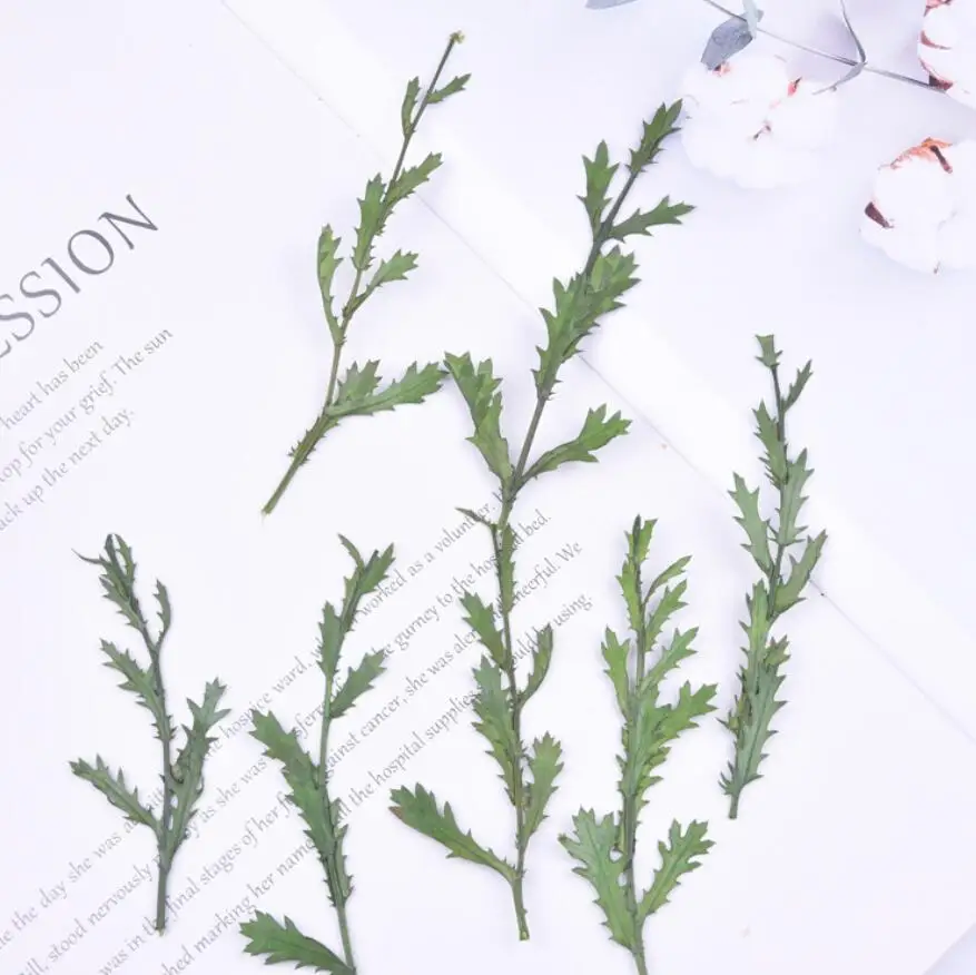 

60pcs Pressed Dried Chrysanthemum paludosum Daisy Leaf Stem Herbarium For Epoxy Resin Jewelry Making Frame Phone Case Craft DIY