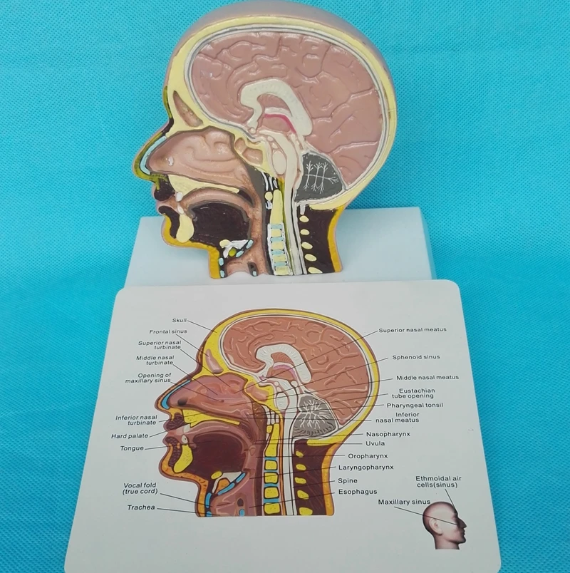 Modello di teschio umano testa modello anatomico muslimatic modello didattico