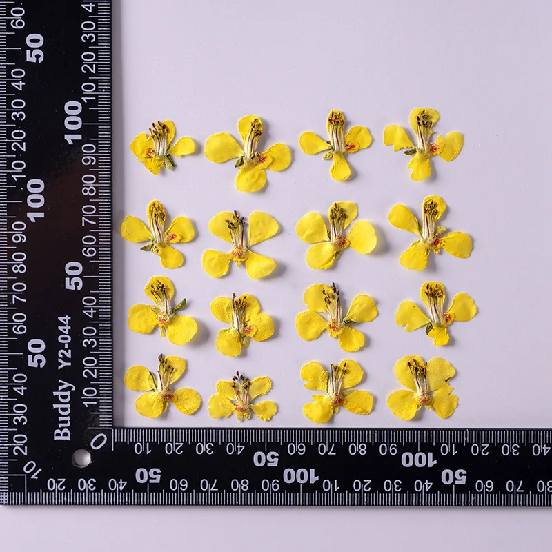 

120pcs Pressed Dried Flower Caesalpinia decapetala Herbarium Epoxy Resin Jewelry Bookmark Phone Case Makeup Nail Art Craft DIY