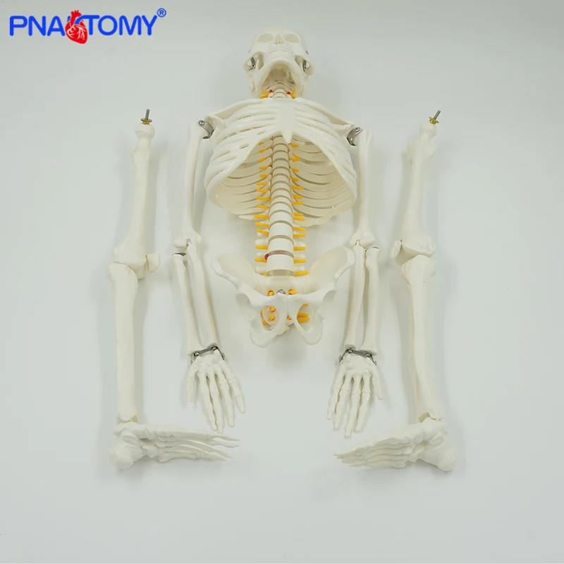 85cm modello di scheletro umano con colonna vertebrale flessibile braccia e gambe nervi arteria modelli anatomici osso pelvico umano insegnamento