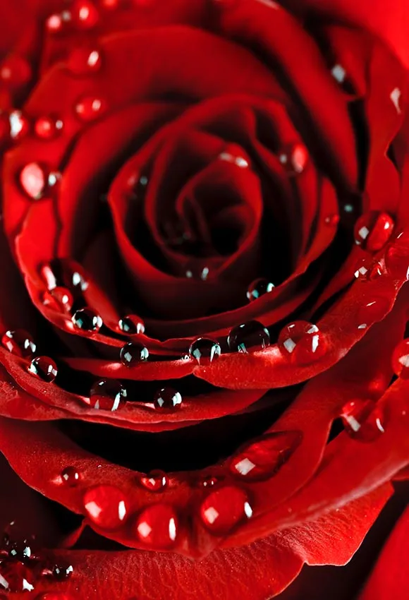 

5x7FT Beautiful Close Up Rose Water Drops Valentine Day Romantic Custom Photo Studio Backgrounds Backdrops Vinyl 150cm X 220cm