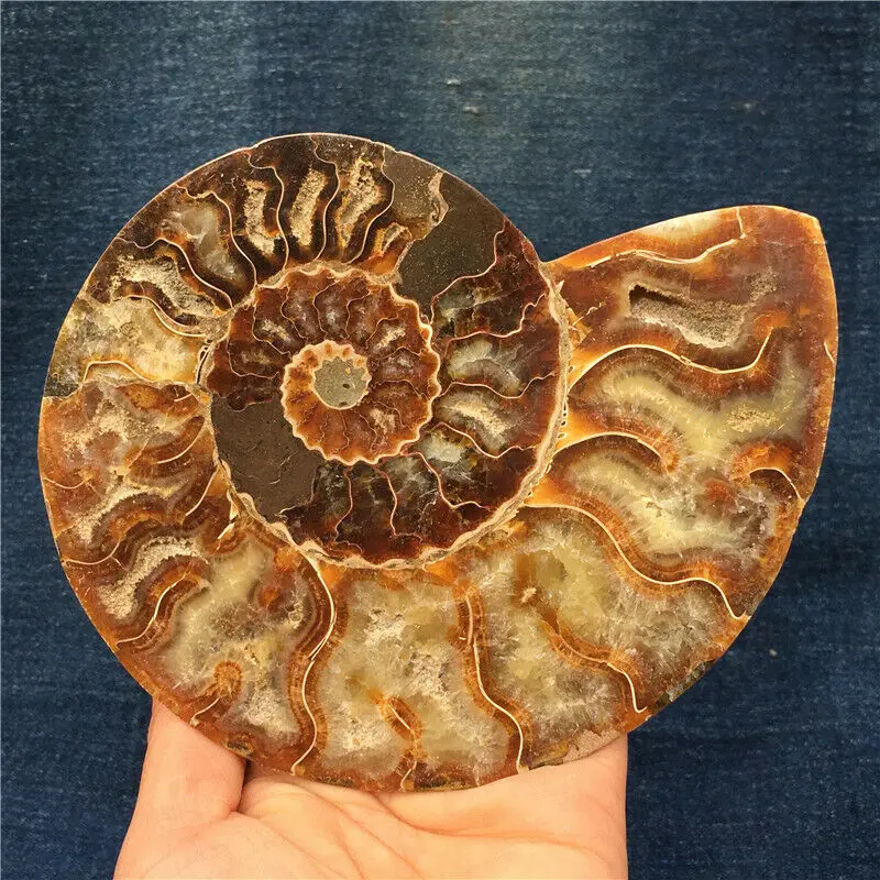 1pc Natural ammonite conch Crystals stone mineral specimen healing Collection home decoration history