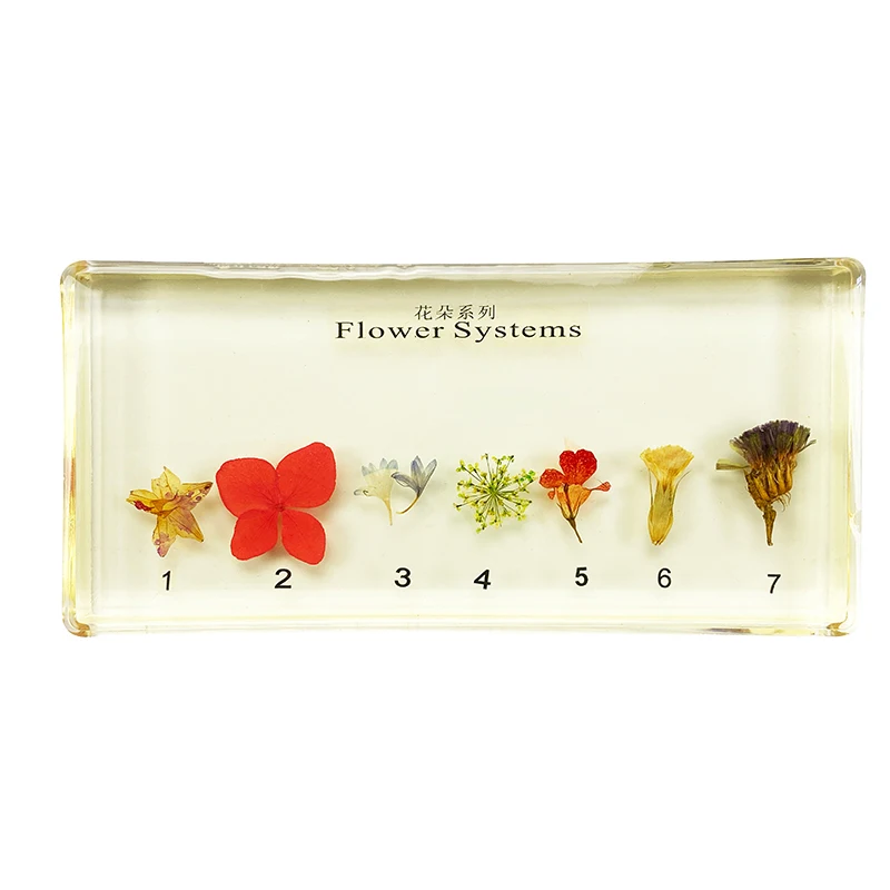 Six Kinds of Beneficial Insects Embedded Specimen Insect Specimen Models Biological Entomology Teaching Aids Resin Handicraft