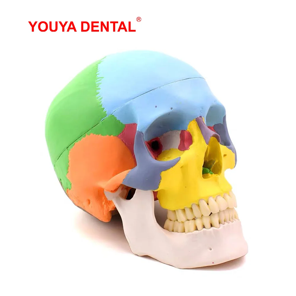 Human Adult Skull Anatomical Model With Full Dental Teeth Model Medical Anatomy Removable Skull Cap  For Tooth Teaching Studying