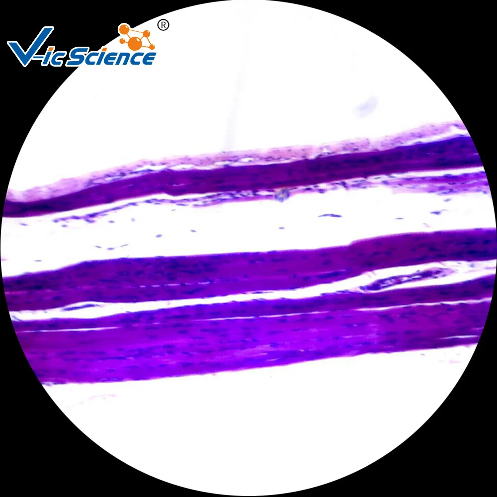 15pcs Medical and Teaching Microscope prepared slides(Zoology)