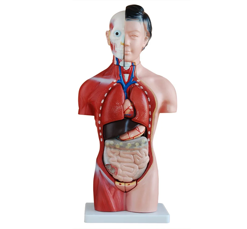 Human body model, anatomy female  torso model 42cm(15parts), female torso