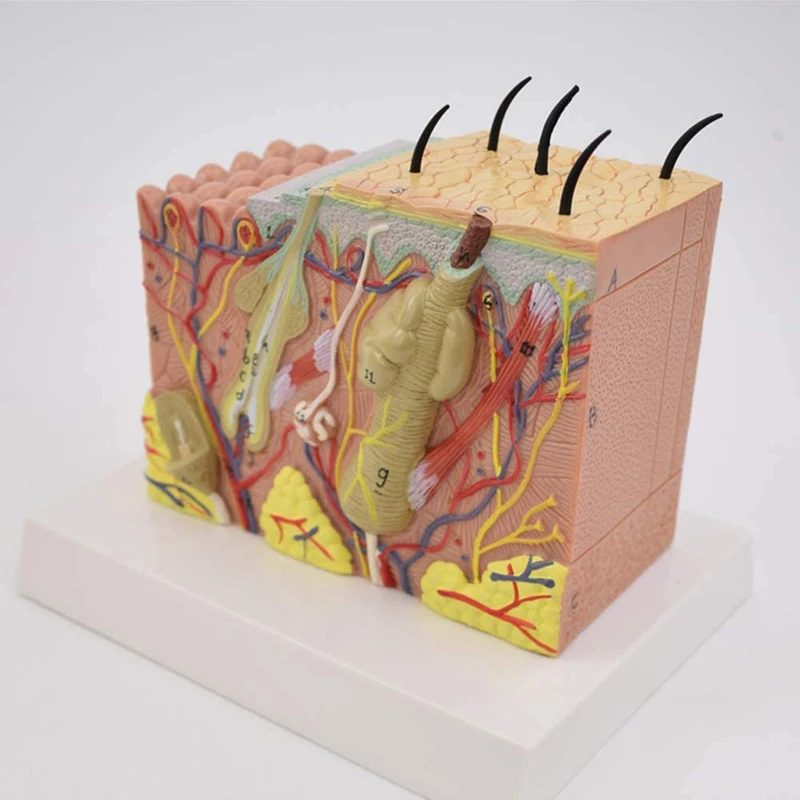 Imagem -02 - Modelo de Anatomia de Estrutura de Pele Humana Cirurgia Plástica Recursos de Ensino de Ciências Médicas Dropshipping 35x 50x