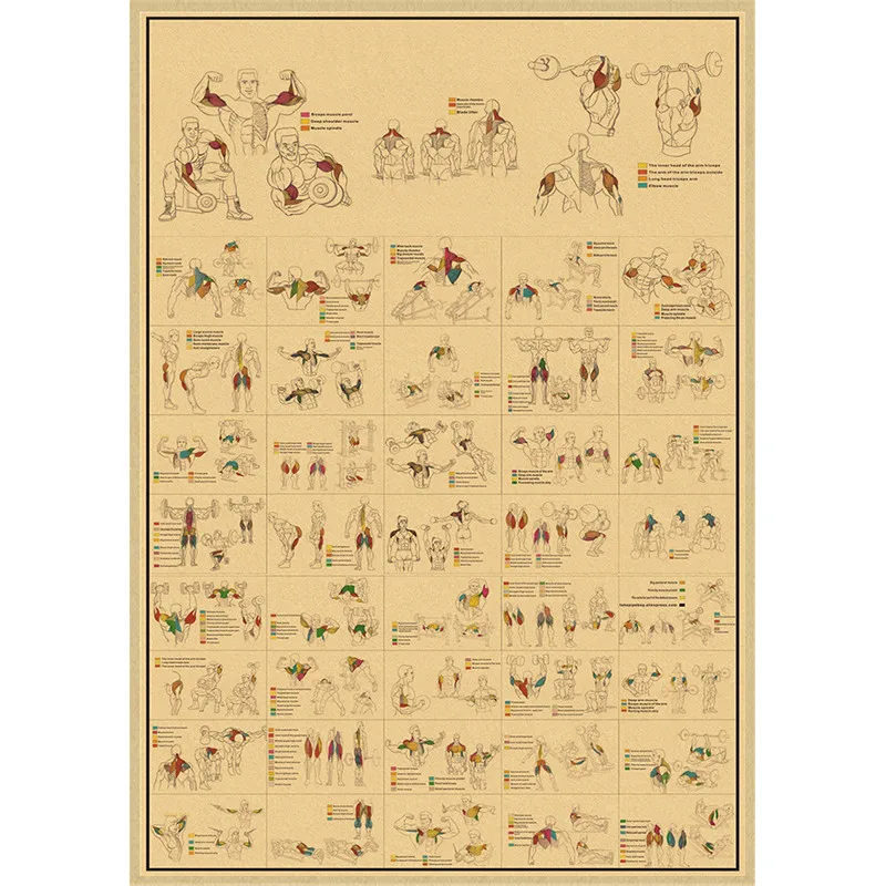 Human Anatomy Muscle System Kraft Paper Poster Anatomy Diagram Human Medical Wall Medical Education Office Decorative Mural