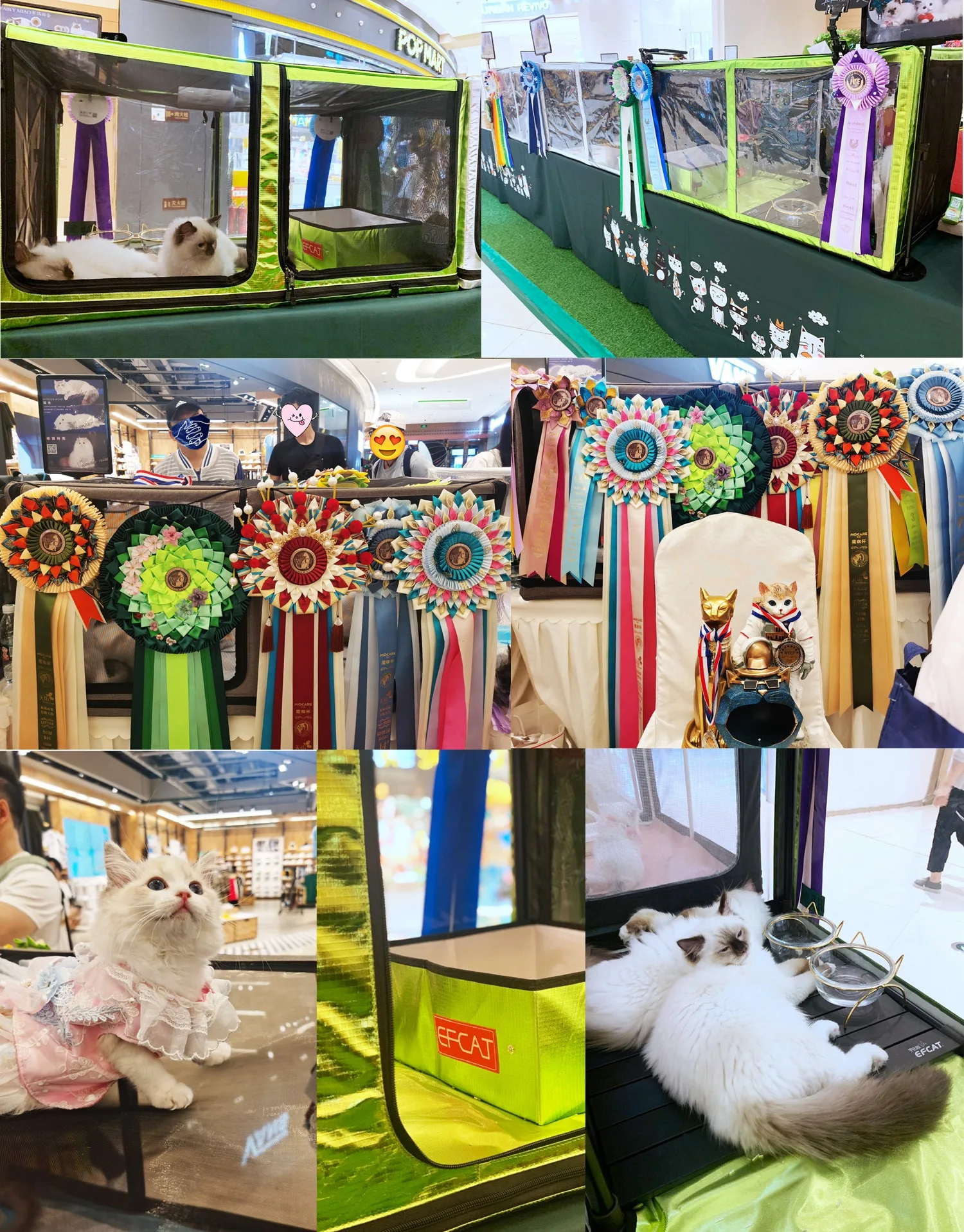 Cat Show Cage Competition Transparent 3D Display Shelter with Cat Hammock Folding Litter Box for Cat Exhibition