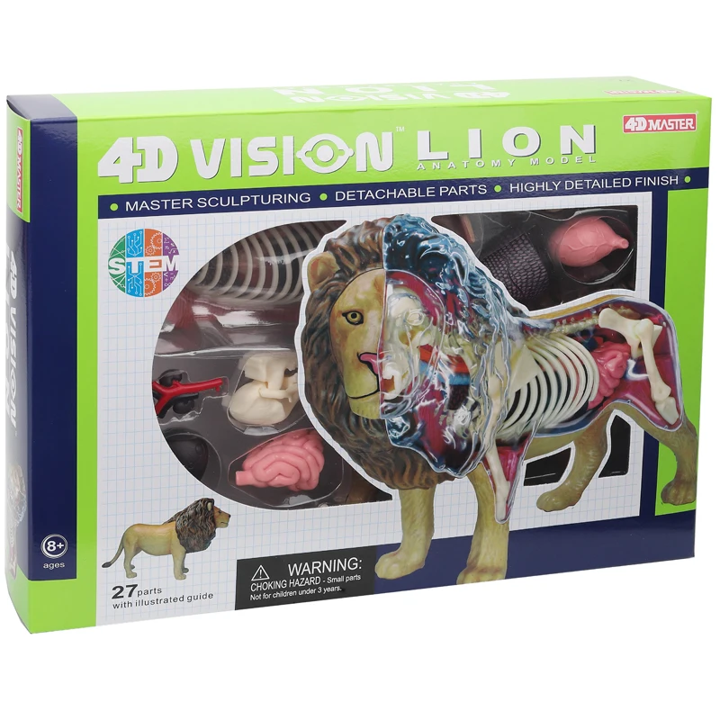 

4D Master Lion Anatomy Model Teaching Model of Internal Organ Anatomy Puppet Toy Wild Animal Model
