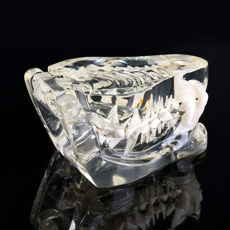 Transparent Dog Teeth Jaw Tooth Model Anatomical Teaching Demonstration Veterinary Canine