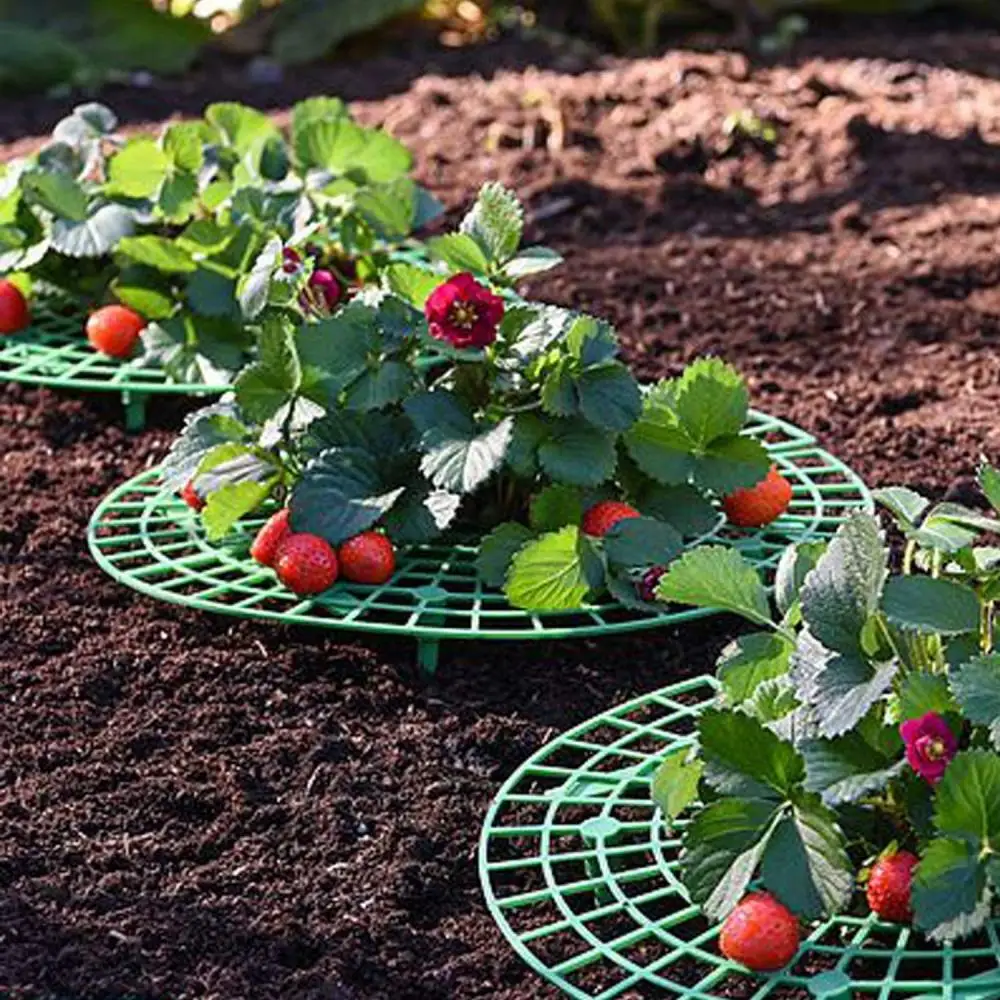 Strawberry Supports Vegetable Growing Fruit Stand Plant Vine Rack for Keeping Fruit Elevated to Avoid Ground Rot