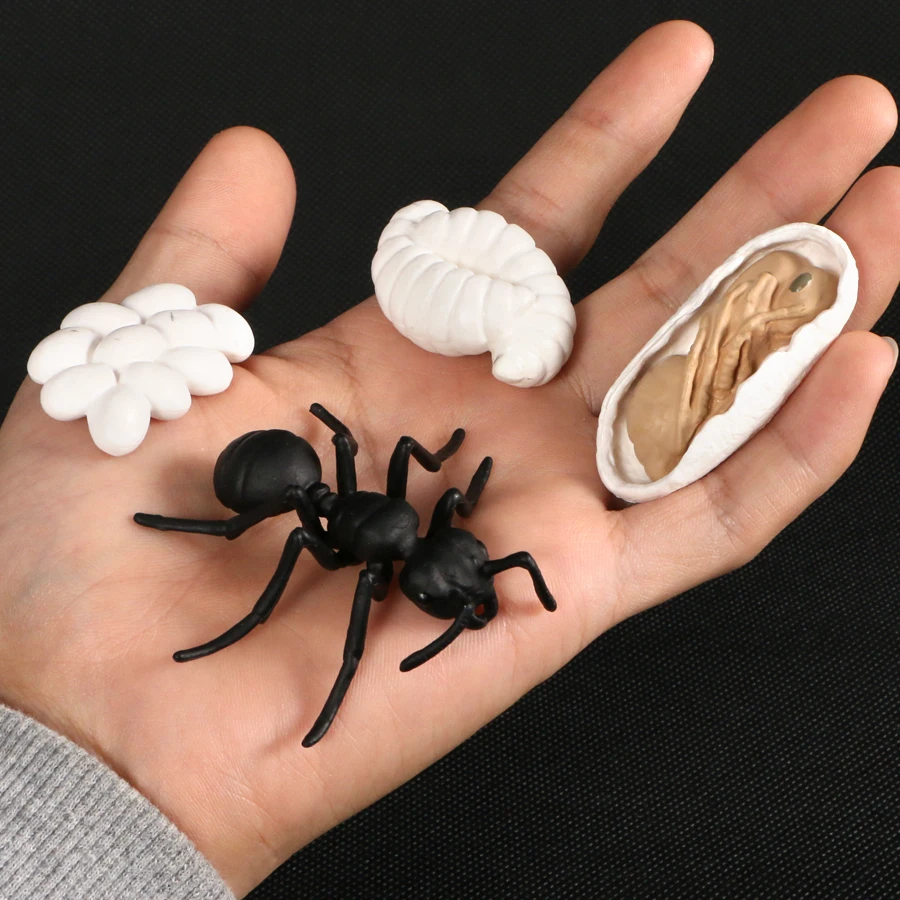 Simulation Ant Life Cycle Toy - 4 Piece Set Shows Life Cycle Of An Ant Figurines Model Action Figures Educational Toys