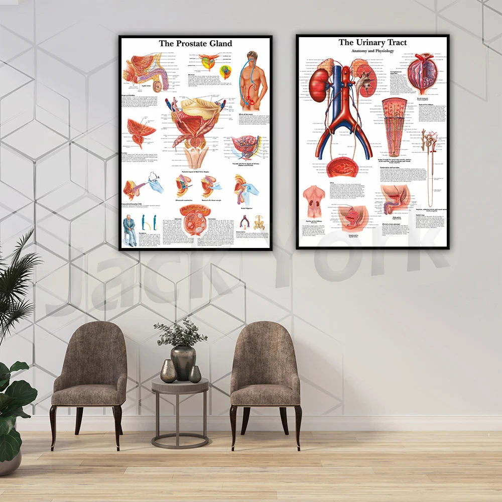 Urinary System Chart Art Poster Print Body Map Canvas Painting Wall Pictures for Medical Education Home Decor