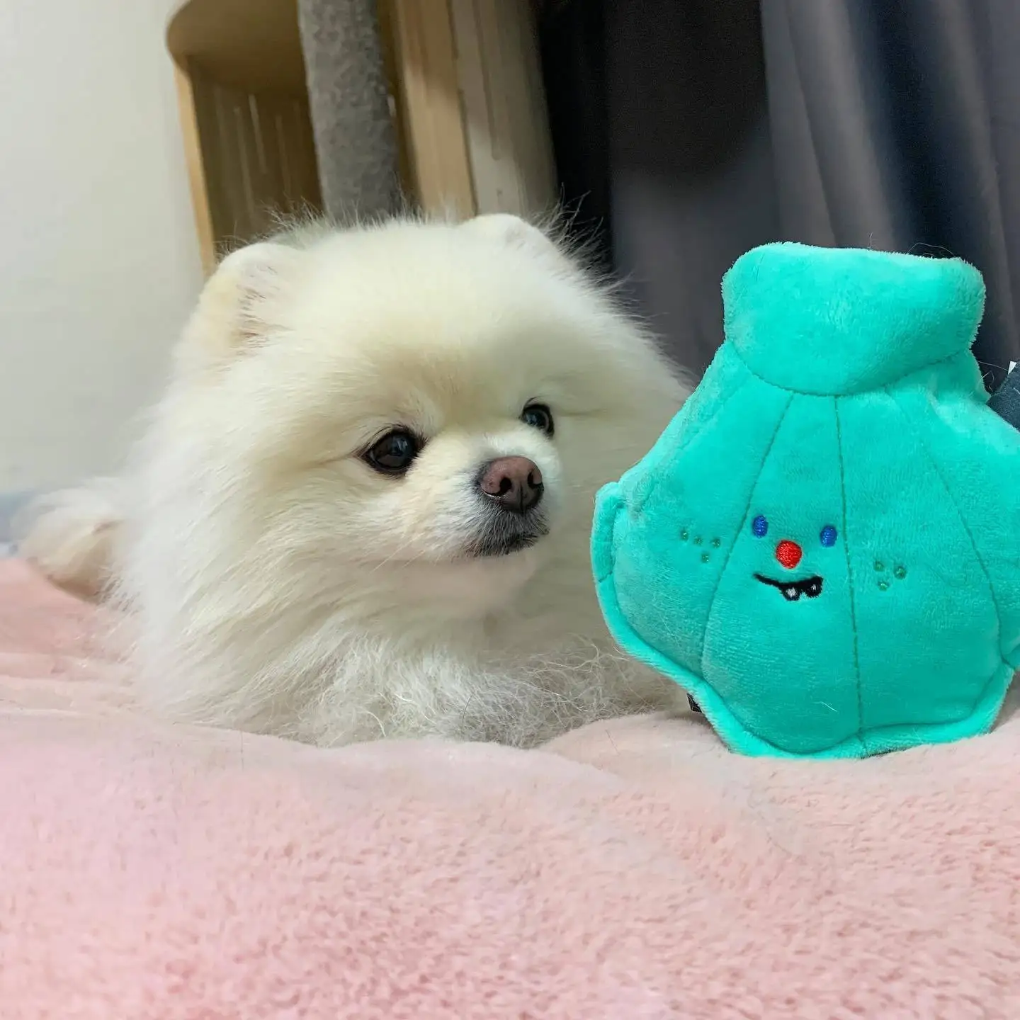 Plush Shell Pearl Suit Dog Toy Bite Resistance Training Vocal Pet Toys Tibetan Food Sniffing Puppy Supplies Juguetes Para Perro