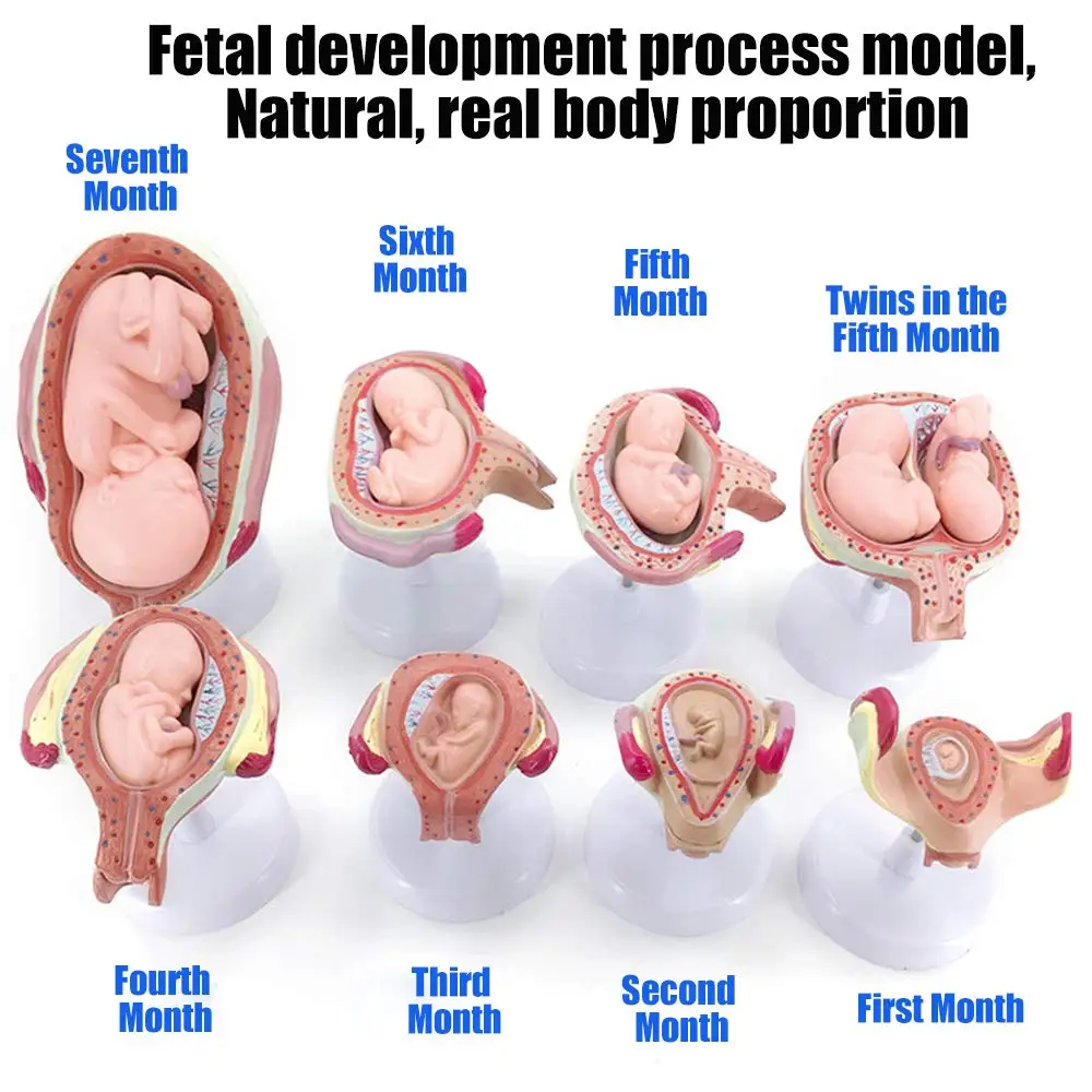 

8pcs Natural Large Fetal Development Process Models Pregnancy Embryo Development Model Reproductive Model Fetus True Proportion