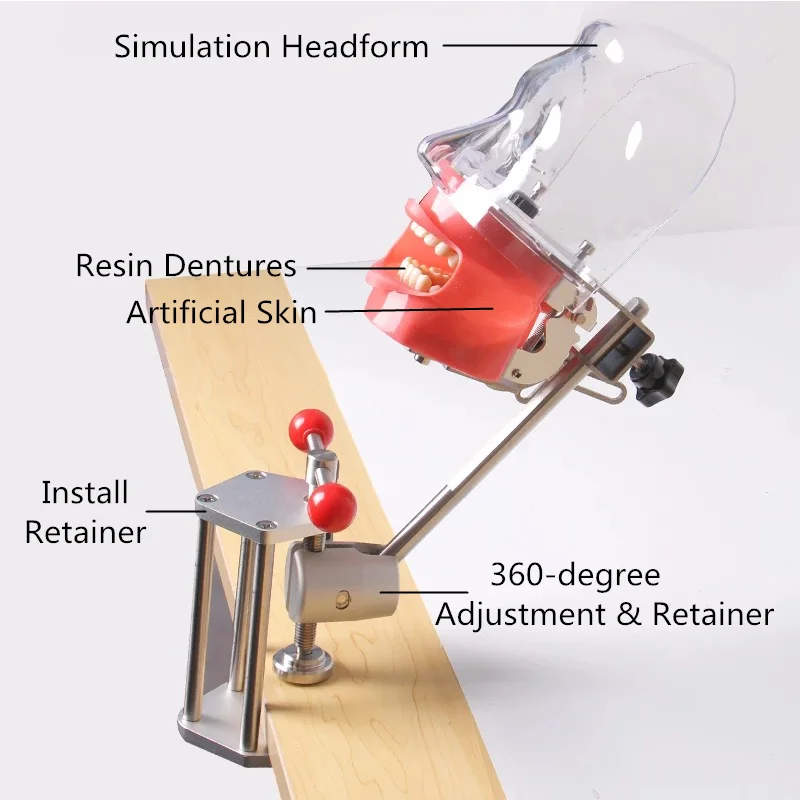 Head Model Dental Simulator Manikin Phantom Surgical Dental Phantom Teeth Model For Studying Dentist Practice Dentistry Teaching