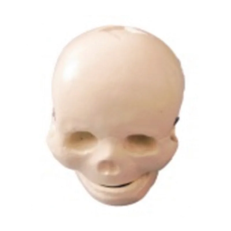 

Medical Teaching Baby Skull Model BIX-A1008