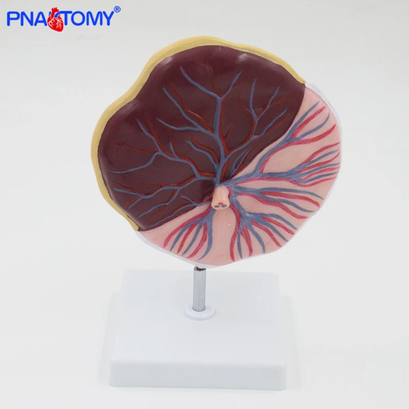 Fetus Funicle Anatomy Model Anatomical Placenta Model Baby Birth Model Medical Teaching Tool Life Size Educational Equipment