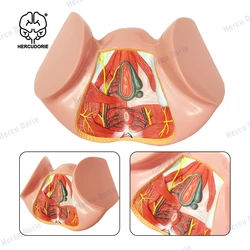 Female Perineal Anatomical Model Pelvic Vulva Triangle Anus Reproductive System Model Teaching Supplies Medical Institutions