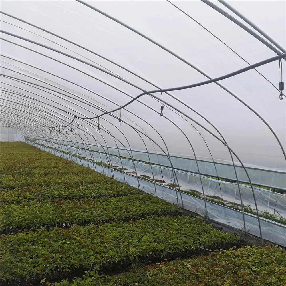 Agriculture Equipment Plastic shed Single-span Greenhouses Polytunnel