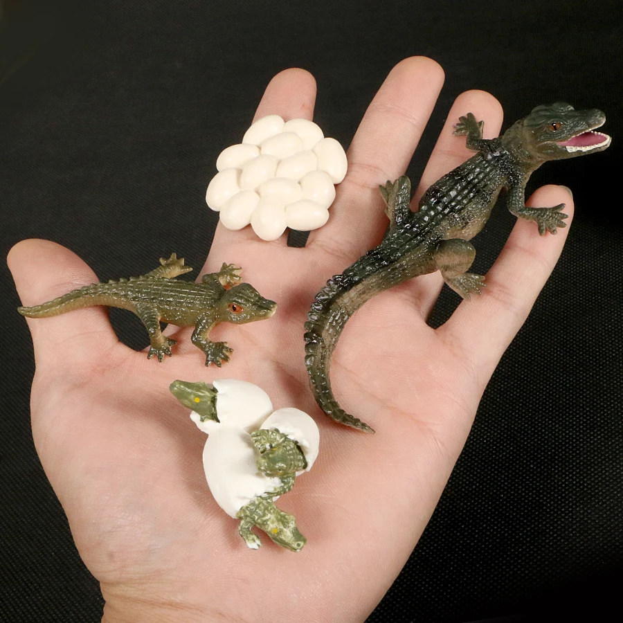 Simulation Wild Animal Octopus,Crocodile Growth Cycle Scorpion Life Cycle Models Action Figures Teaching Material Collection Toy