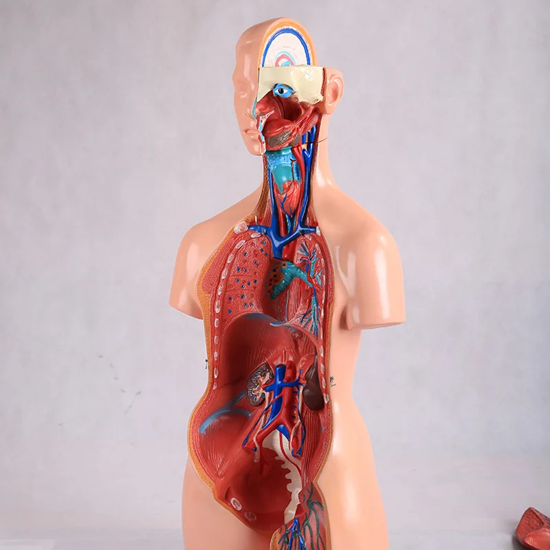 

Medical Education Anatomical Model Teaching Tool 85 CM Male and Female Torso Dissection Model （23 Parts) BIX-A1041