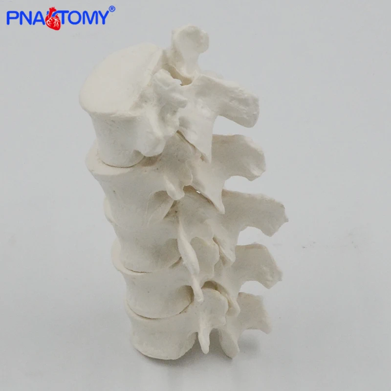 Life Size Human Cervical Vertebrae and Lumbar Vertebra Model Spine Neck Vertebra Lumbalis Skeleton Anatomy Anatomical Model