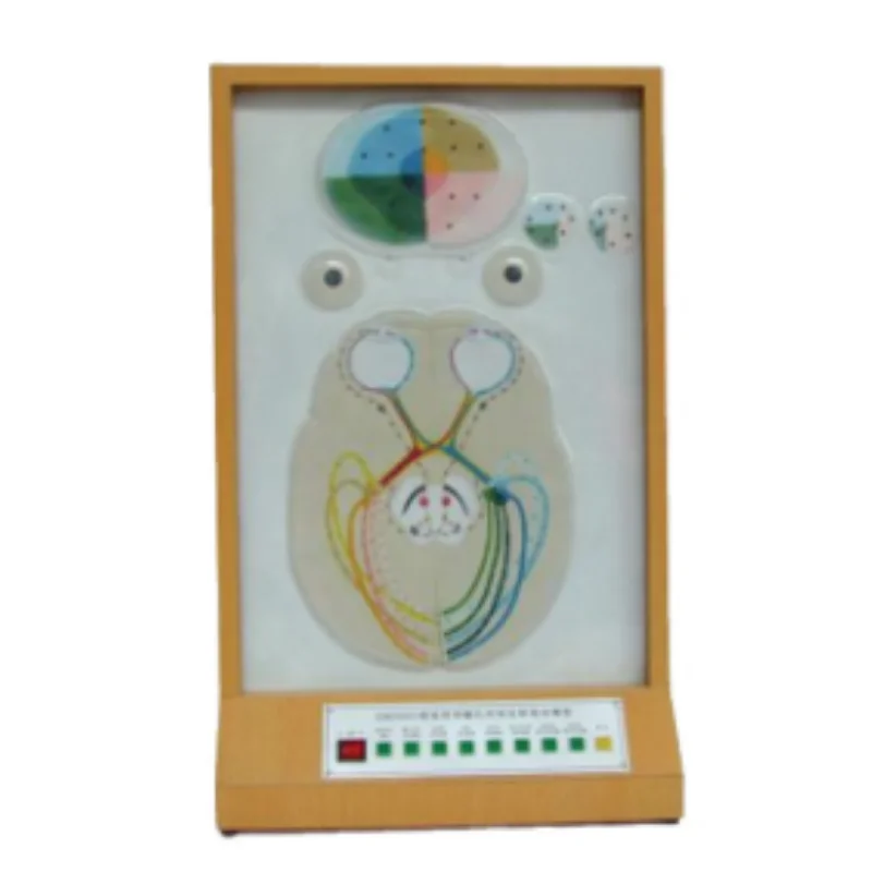 

BIX-A2102 Clear Display and Medical School Teaching Visual Communication Pupil-to-light Reflection Motor Model