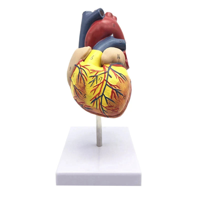 1: 1 Human Heart Model, Anatomically Accurate Heart Model Life Size Skeleton Anatomy For Science Classroom Study Display