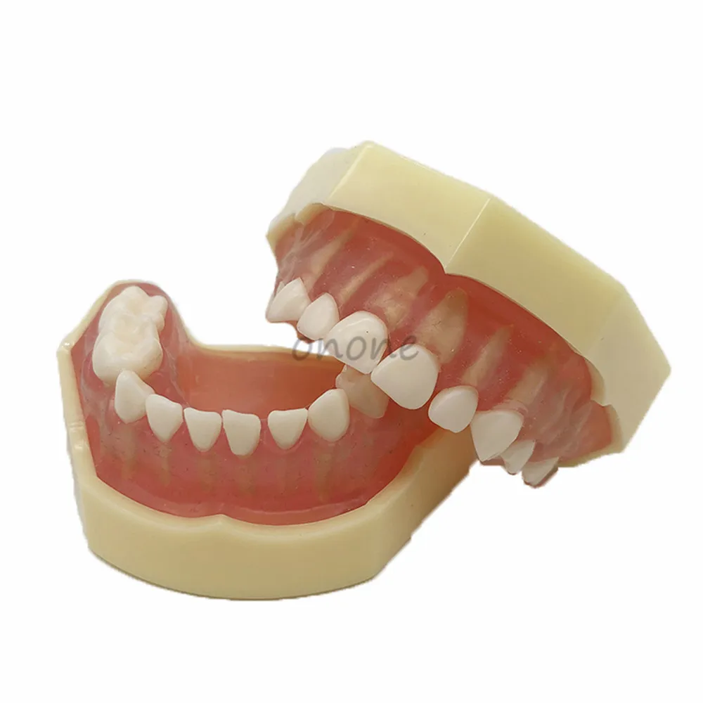 Dental Typodont Soft Gum mini Study Teeth Model with Removable Teeth Model Dental Study Teach Teeth Model