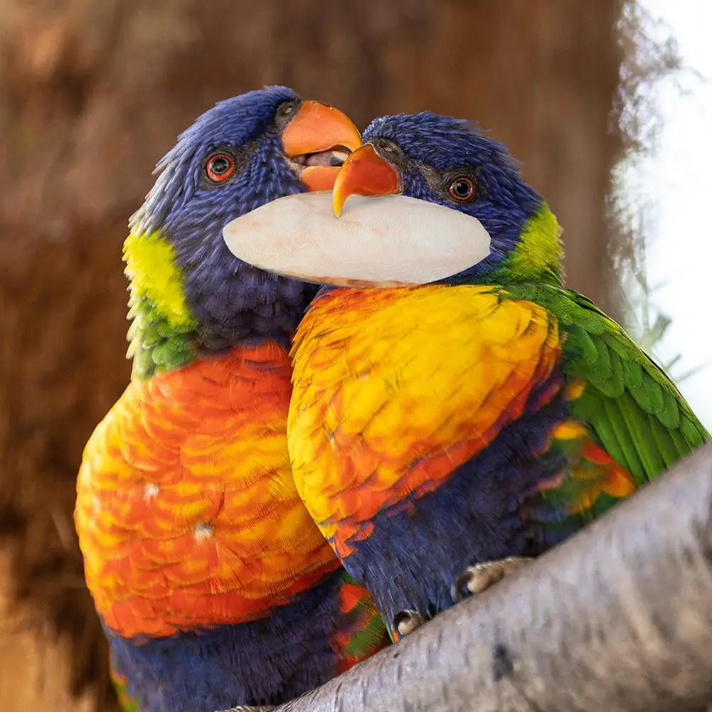 10Pcs Cuttlefish Bone For Parrot Natural Cuddle Bone Chew Toys Chewing Cuttlebone Easy To Absorb Exercise Pet's Sensitivity