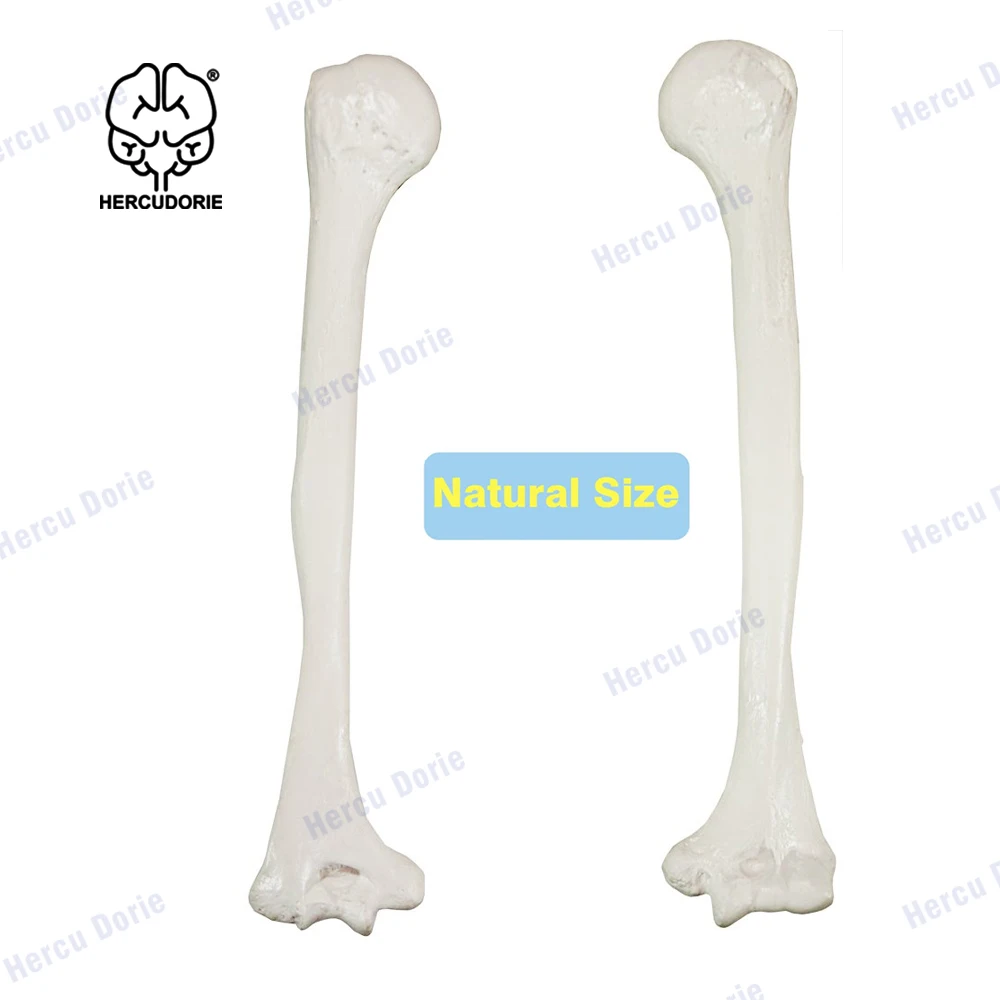 

Scientific Humerus Bone Model – Left Bone Replica, Features Natural Textures and Landmarks of Human Humerus Bone