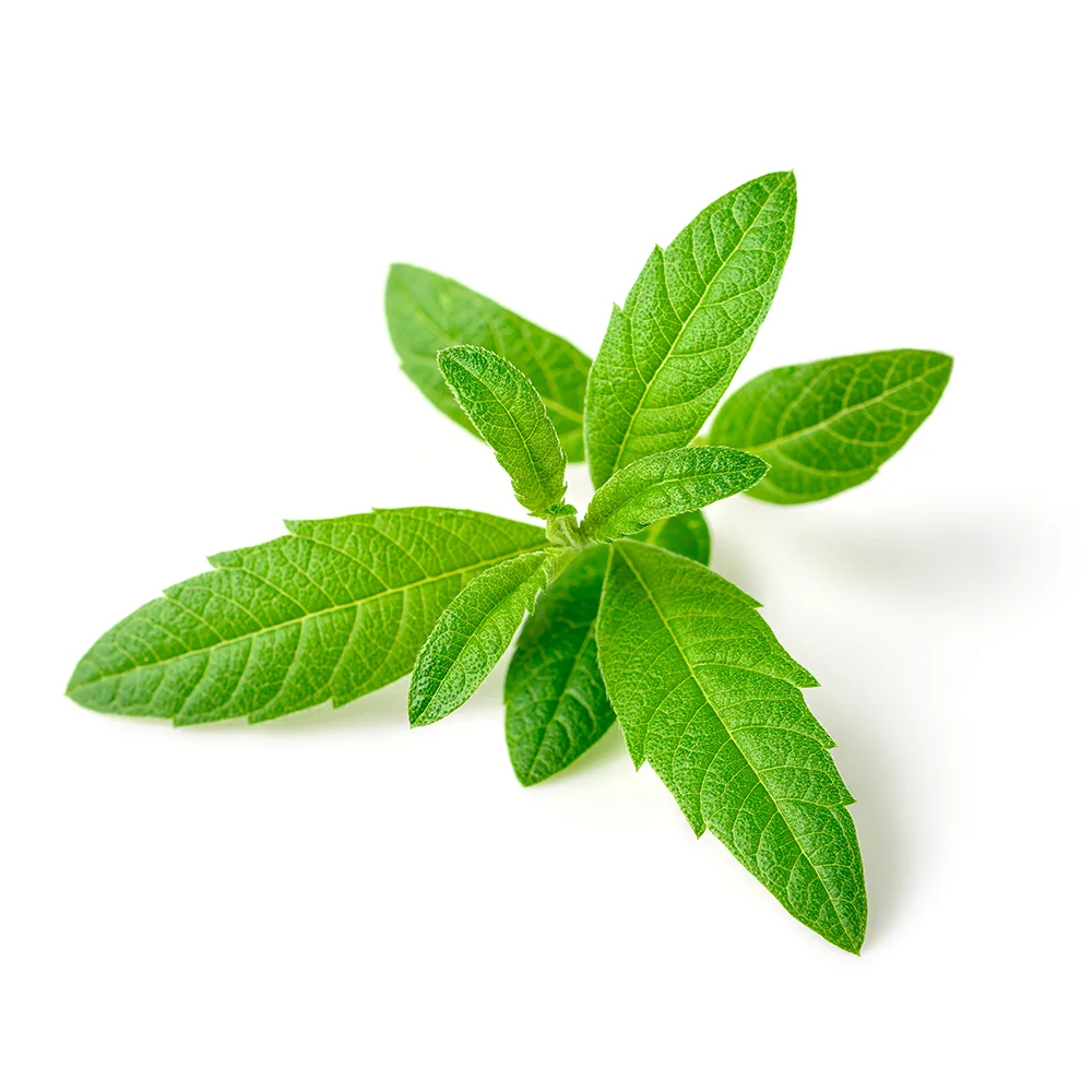 Oroaroma limone verbena olio corpo viso cura della pelle messaggio spa fragranza lampada aromaterapia limone verbena olio essenziale