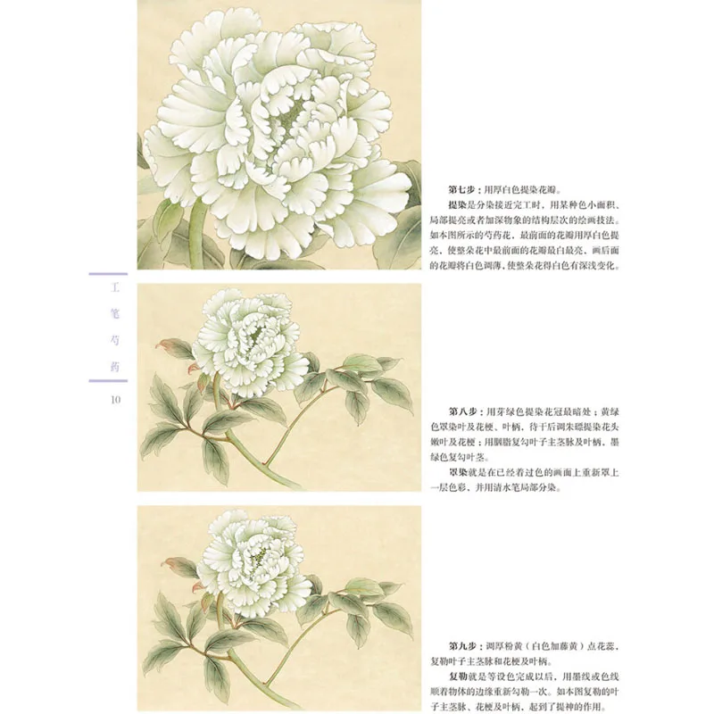 Gongbi Flor Peônia Desenho Tutorial para Adultos, Pintura Tradicional Art Book, Pintura Chinesa