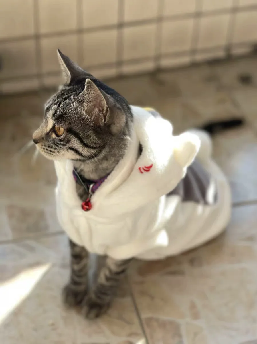 الحيوانات الأليفة زي هالوين الكلب هوديي القط هوديي المعلم الملابس هريرة معطف المرجان الصوف الكرتون الخريف الشتاء الكلب زي