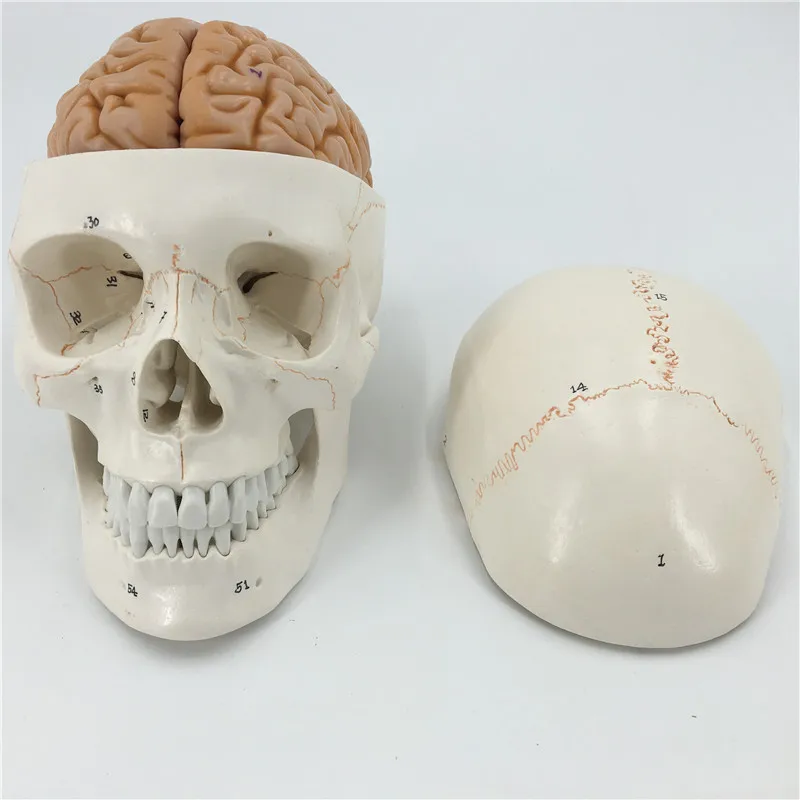 skull model brain neurology craniocerebral anatomy model with digital number mark education head model