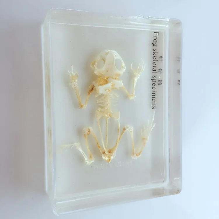 Frog Skeleton Embedded Specimen Resin Real Frog Bones Animal Specimen Models Biological Anatomy Teaching Aids Resin Handicraft