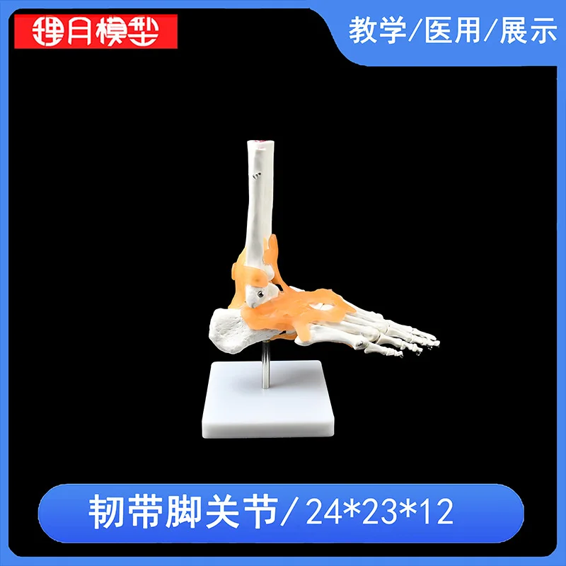 Hand Foot Knee Shoulder Joint Model Ligament Human Anatomy Skeleton Teaching Practice Medical Function Display  Orthopedics