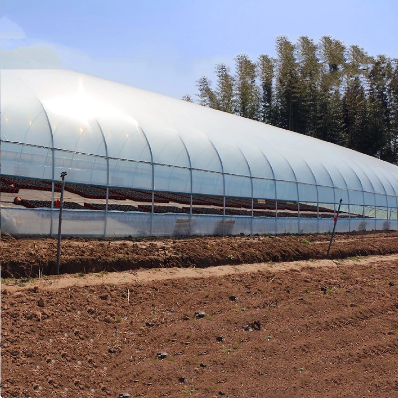 Agricultural Planting Transparent Plastic-Covered Greenhouse