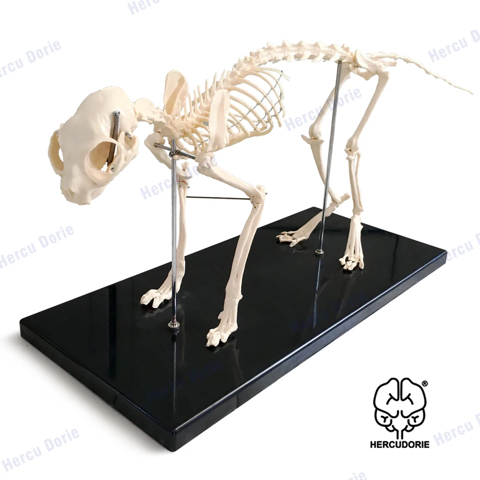 犬 猫 ミンク 頭蓋骨　骨格標本　スカル　美術参考 猫の骨格と解剖学モデルキット、猫の骨格自動モデル猫の骨の骨格標本の