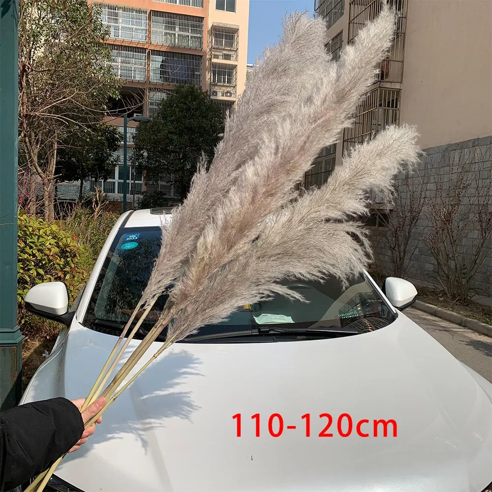 Extra Large Pampas Grass 120cm Grey/White Color Fluffy Natural Dried Flowers Bouquet Boho Vintage Style for Wedding Home Decor