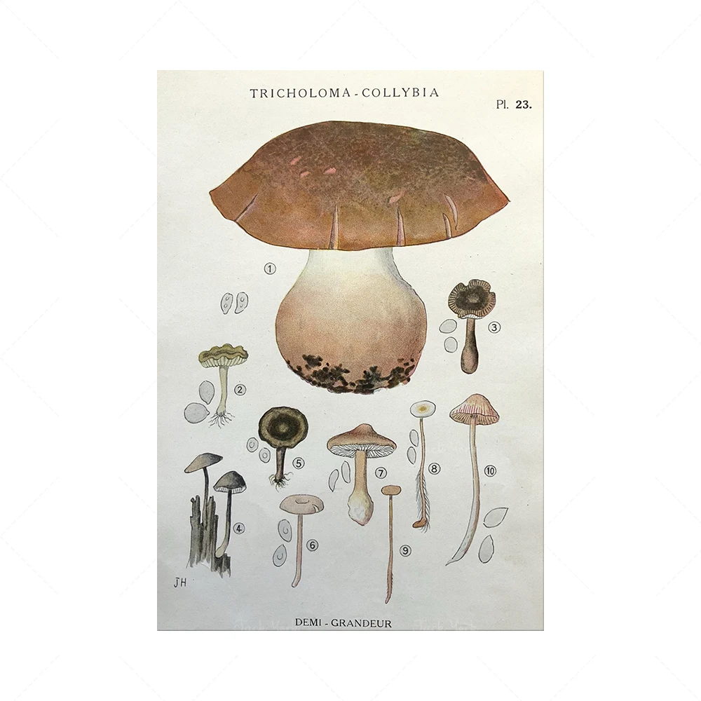 Antique 1919 WILD MUSHROOM Picking Fungi Funghi French Print Iconographie des