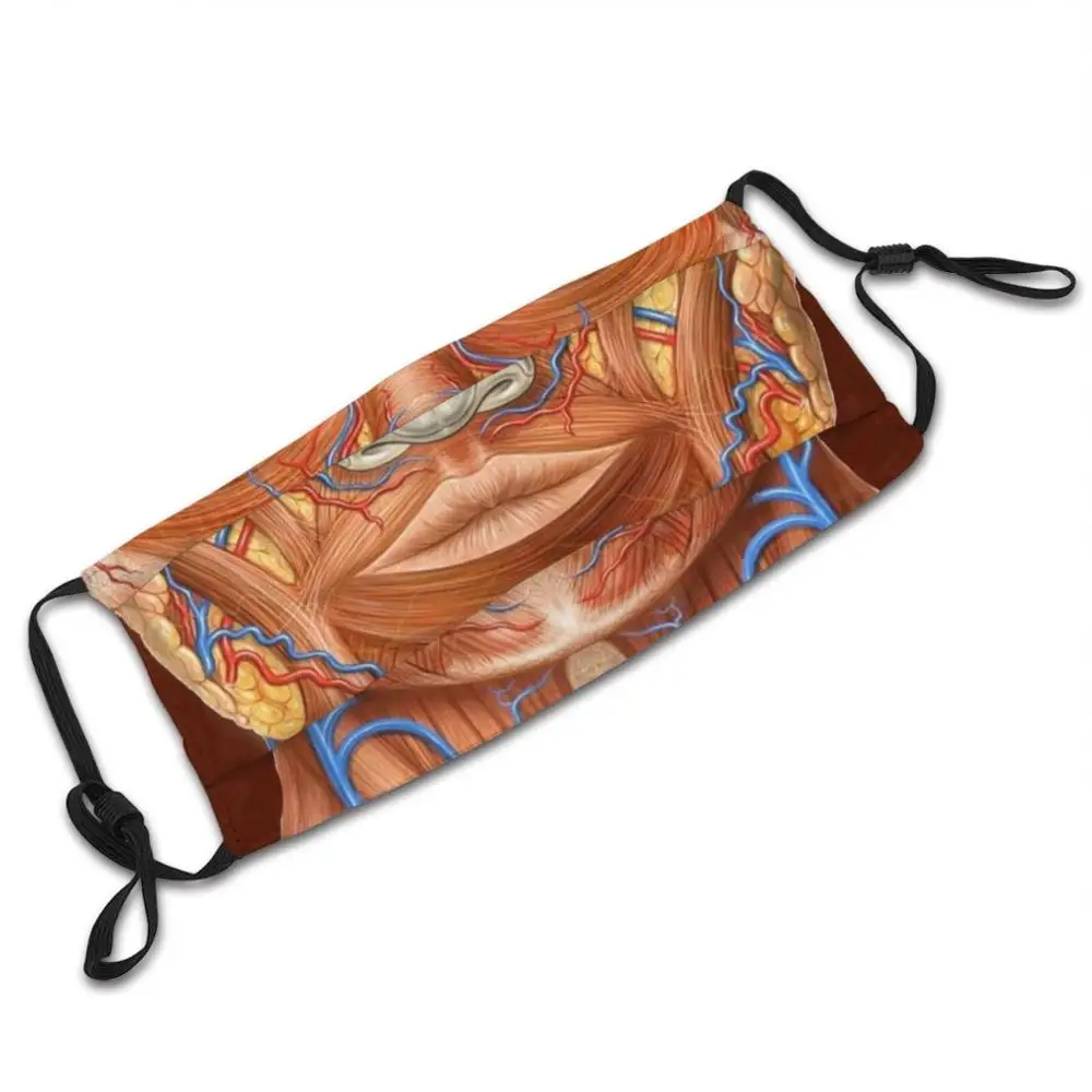 Human Anatomy 02 Washable Trending Customized Pm2.5 Filter Mask Anatomy Human Anatomy Science Muscles