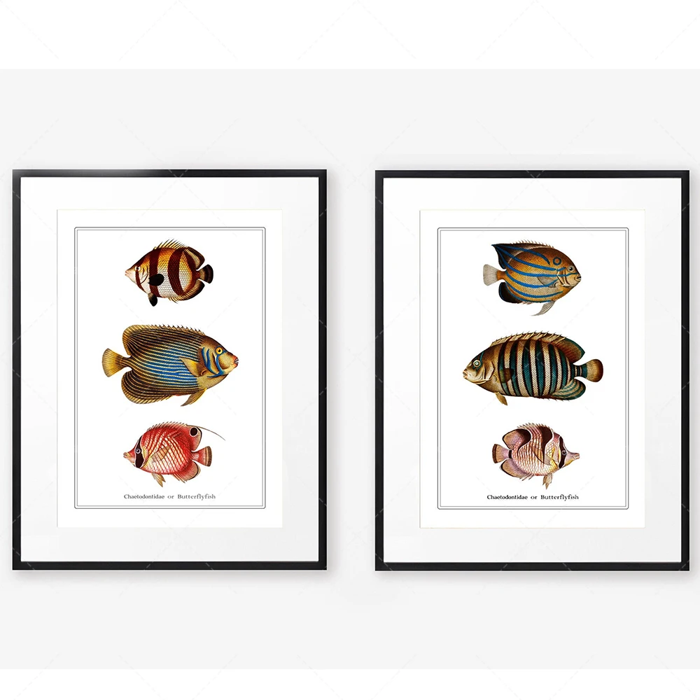 Impressions de poissons couleur vintage, peintures murales de salle de bain, impressions d'histoire naturelle, art aquatique